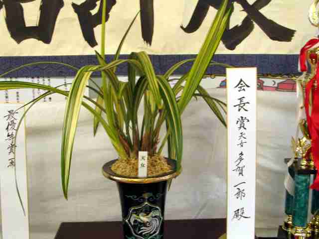 万年青『四君子 (覆輪本芸)』芋吹き2才 おもと 春蘭 寒蘭 中国蘭