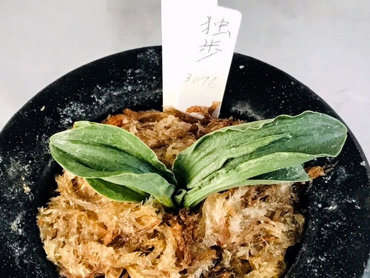 独歩