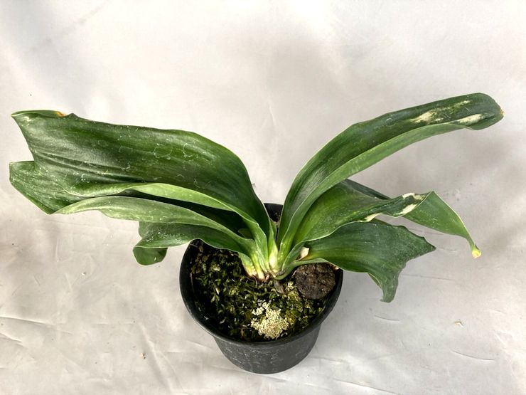 高隅獅子