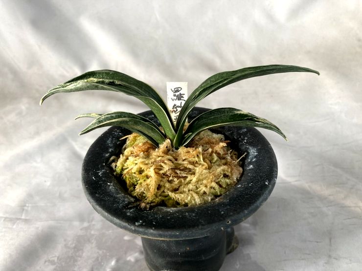 羅紗王