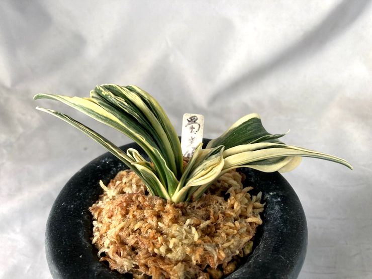 蜀光錦