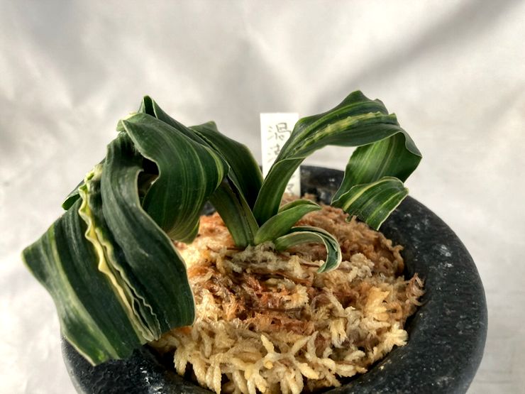 渦潮縞覆