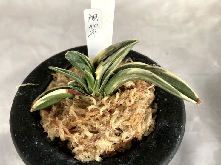 旭翠