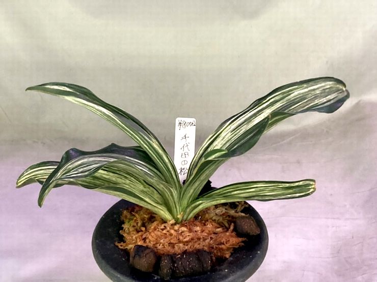 千代田の松