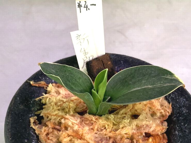 新生殿