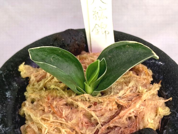 八紘錦