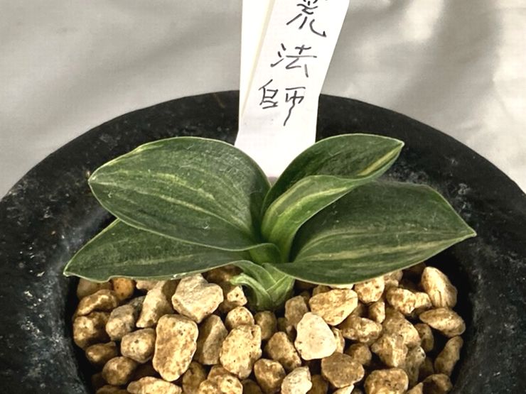 荒法師