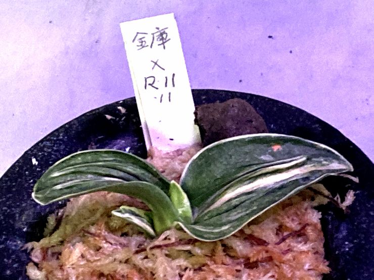 羅紗実生