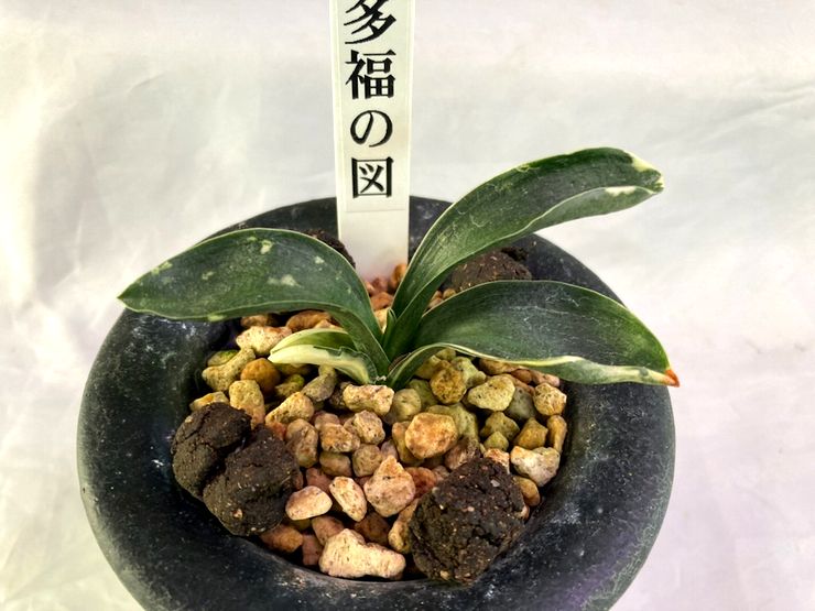 お多福の図