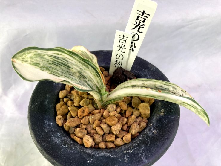 吉光の松