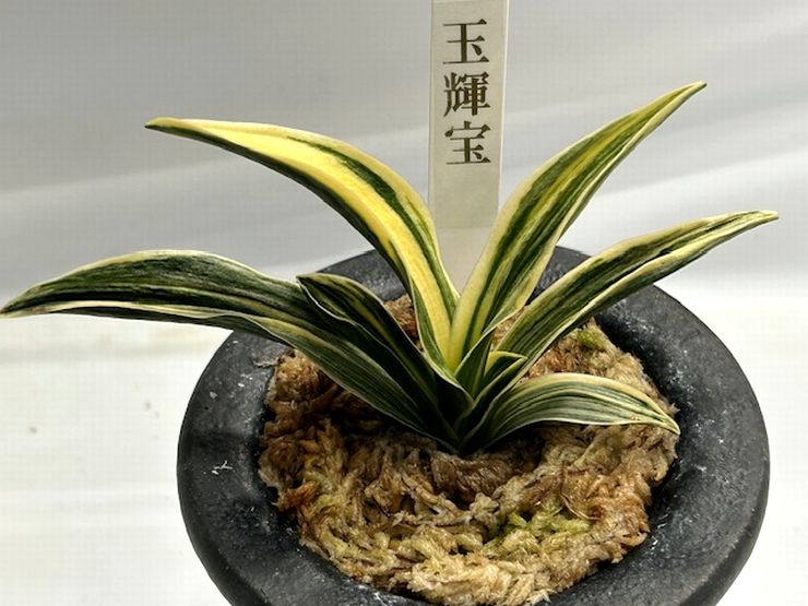 玉輝宝
