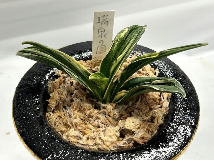 瑞泉の図