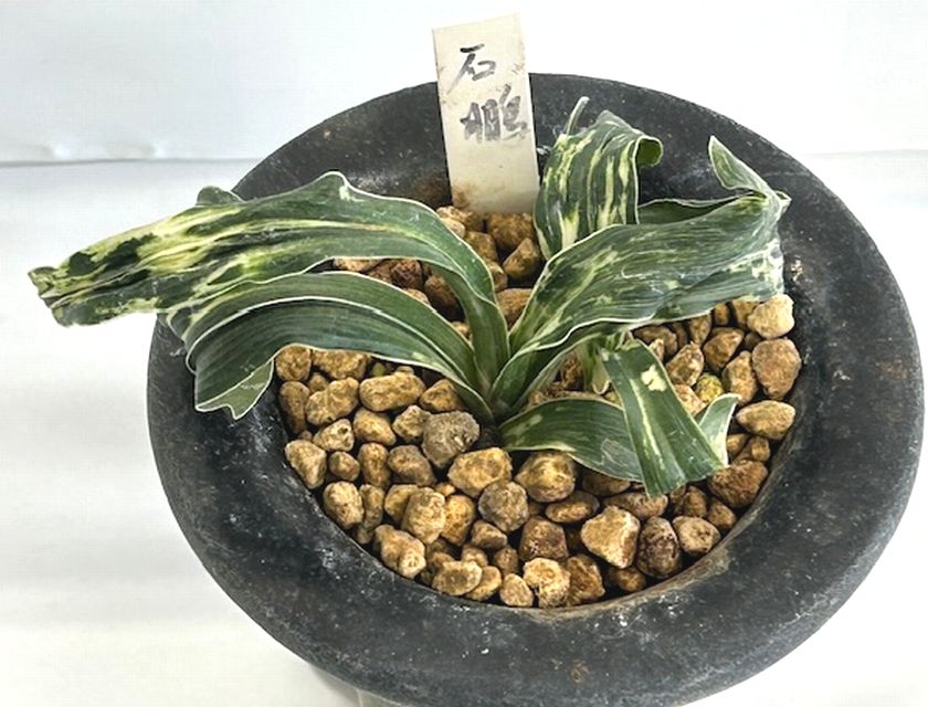 万年青の部1