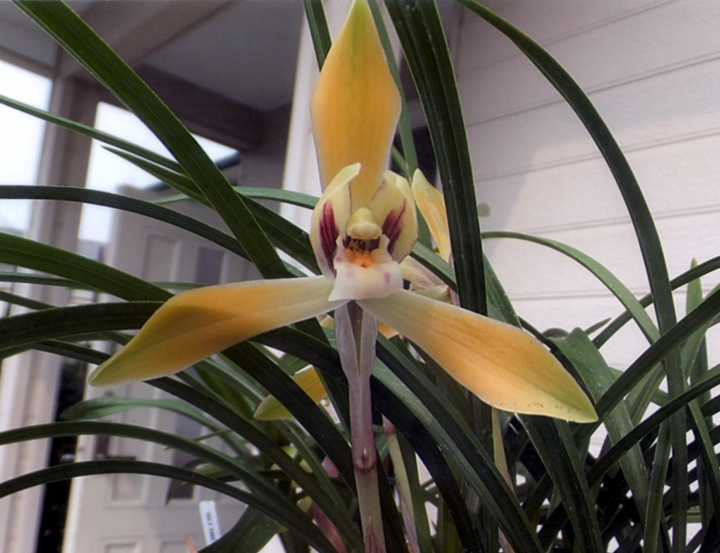 春蘭　韓国春蘭　白光No.2 春蘭 韓国春蘭 白光No.2