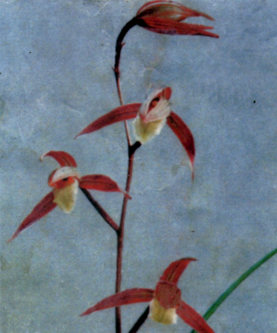 寒蘭】川登の白花（はっか）