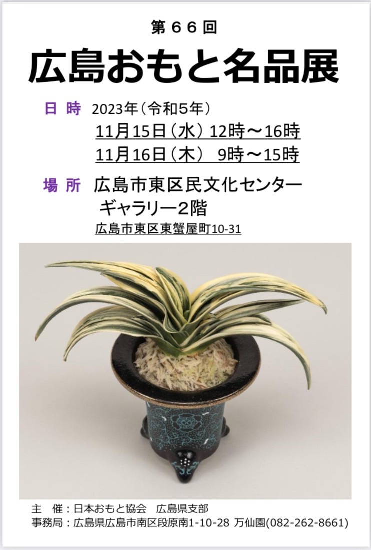 万年青『実生白班芸覆輪系』おもと 春蘭 寒蘭 中国蘭 山野草 盆栽 観葉植物 富貴蘭 - 鉢植え